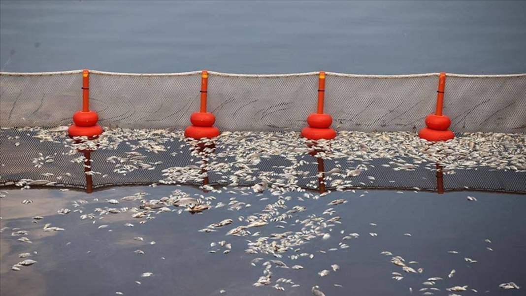 Sahil kentinde korkunç manzara: Ciddi tehditle karşı karşıyayız! Önlem alınmazsa turizme darbe vurabilir 8